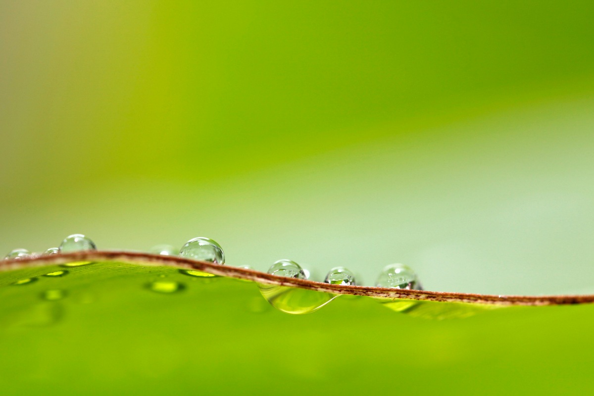 Leading Change, We need more Transparency: drops of water on a green leaf against a green background
